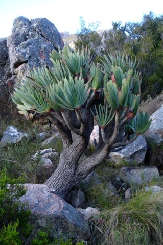 Kumara plicatilis overcoming bias